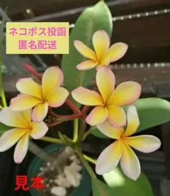 プルメリア　メタリカ②　長めのカット苗(挿し木用) プルメリア メタリカ① 長めのカット苗(挿し木用) 【公式通販】
