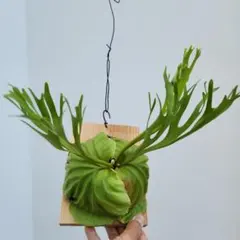 リドレイパカラン 細葉 胞子培養綺麗に育っています①