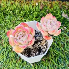 低*痛様 現物　ストロベリーアイス　エケベリア　多肉植物