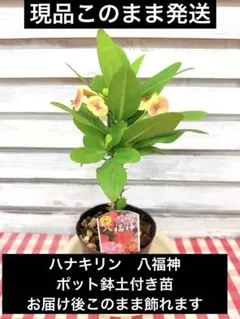 ハナキリン八福神⑤ポット鉢土付き苗　お届け後このまま飾れます　現品発送のサムネイル