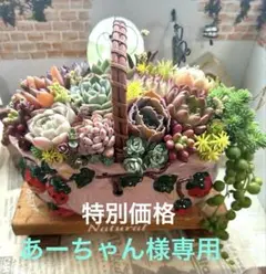 ❤️多肉植物そのまま飾れる❤️あーちゃん様専用❤️韓国鉢