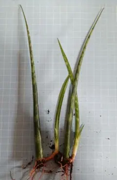 earth様 リクエスト 2点 まとめ商品