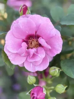 赤いブロッジが可愛いピンクの薔薇35cm苗のサムネイル