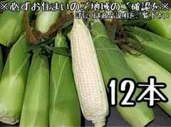 当日朝採り！とうもろこし☆ピュアホワイト12本（白いとうもろこし）のサムネイル