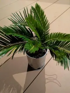 2025年最新】ソテツの葉の人気アイテム - メルカリ