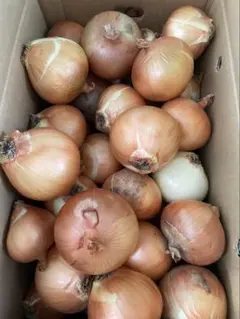 yupira様専用！！淡路島産玉ねぎ、皮向け20kg混合