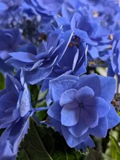 ○ポットごと♡コズミックブルー♡アジサイ♡紫陽花♡ガーデニング