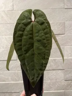 ハイドランジア 名無しの4A機種 - メルカリ
