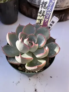 mu様 リクエスト 2点 まとめ商品