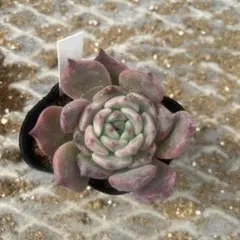 ☆oha☆様 リクエスト 2点 まとめ商品