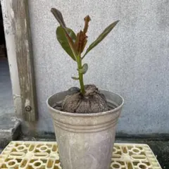 ゴバンノアシ①　(バーリングトニア) 南国植物　沖縄植物　発芽苗のサムネイル