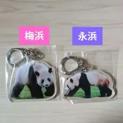 アドベンチャーワールド　パンダマドラー&アクリルキーホルダー　セット アドベンチャーワールド パンダマドラー&アクリルキーホルダー