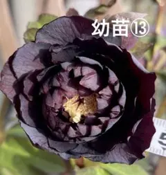 ポンタ様 リクエスト 2点 まとめ商品