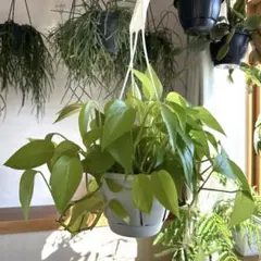 ネコポトスライムコンパクト ネコポトスライムコンパクト ポトスライムコンパクト ネコポトスライム