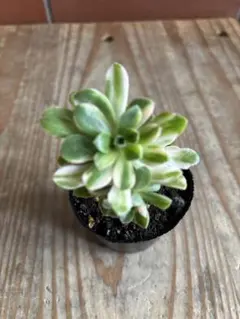 2026年最新】錦 アエオニウムの人気アイテム - メルカリ