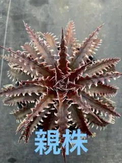 C*O様 Dyckia 'Pink Millipede' - メルカリ