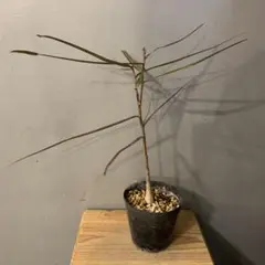 2026年最新】ブラキキトン ボトルツリーの人気アイテム - メルカリ