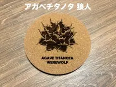 アガベ チタノタ 狼人 コルクコースター
