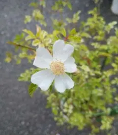 野薔薇 抜き苗 ノイバラ ピンク × 白グラデーション小花 - メルカリ
