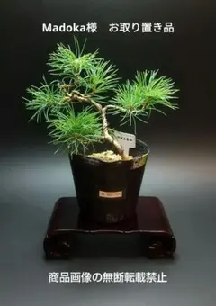 2025年最新】那須五葉松の人気アイテム - メルカリ