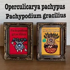 Item thumbnail for item 95e42675-8355-4d95-894e-f237372c6aba