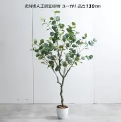 パールアカシア 苗 126cm❗ 8号 ❗大型 美しい樹形 爽やかシルバーリーフ パールアカシア 苗 135cm❗大型 8号 爽やかシルバーリーフ❗ 最優良株