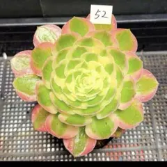 35#多肉植物アエオニウム錦❤️碧火❤️1大頭9cm 拔き苗 - メルカリ