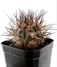 2026年最新】守金魔天竜の人気アイテム - メルカリ