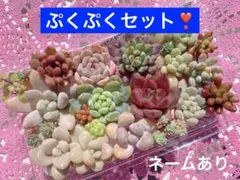 韓国苗入りぷくぷくセット❣️ネームあり　レア入り　多肉弁当　寄せ植え　匿名発送