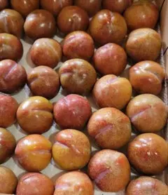 無農薬すもも鹿児島県産３キロのサムネイル