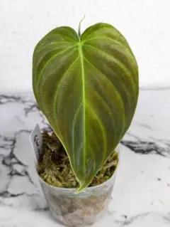 根あり①フィロデンドロン ミカンス 観葉植物 - メルカリ
