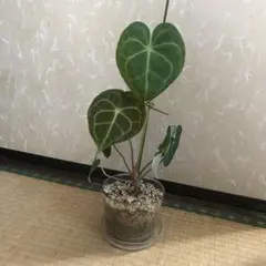 2025年最新】アンスリウム レガレの人気アイテム - メルカリ