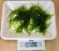 ★ダイスケ242様専用出品★MIXウィローモス20g無農薬栽培　送料無料のサムネイル