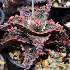 新品種 多肉植物 エケベリア スターファイヤー 超美苗 超レア種