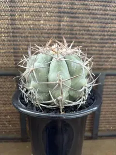 実生ギムノカリキウム光琳玉◇多肉サボテン　アガベ ハオルチア太平丸 実生ギムノカリキウム光琳玉◇多肉サボテン アガベ ハオルチア太平丸