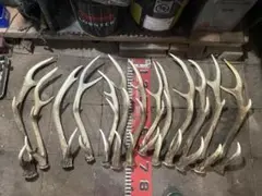 蝦夷鹿角（天然）