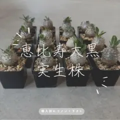 【鉢ごと発送】人気のチタノタ12種セット【ネームタグ付】 鉢ごと発送】人気のチタノタ12種セット【ネームタグ付】 - メルカリ