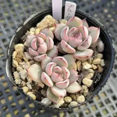 kiminyan様 リクエスト 2点 まとめ商品