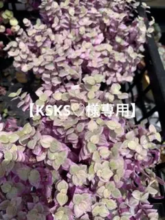 【KSKS♡様専用】カリシアロザード120カット