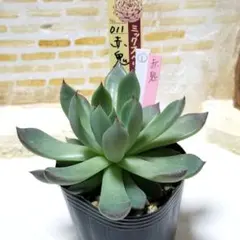 2025年最新】おらいさん苗 赤鬼の人気アイテム - メルカリ