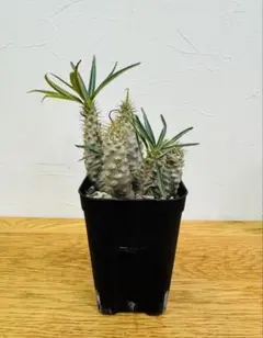 2025年最新】パキポディウム マカイエンセの人気アイテム - メルカリ