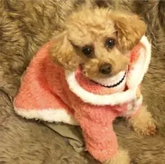 犬服　ニットアウター