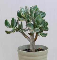 引き取り限定　超特大極太　金の成る木　成金草　マネーツリー　鉢植え 引き取り限定 超特大極太 金の成る木 成金草 マネーツリー 鉢植え