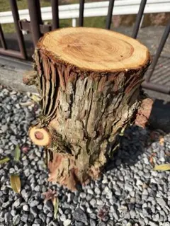 2025年最新】切り株オブジェの人気アイテム - メルカリ