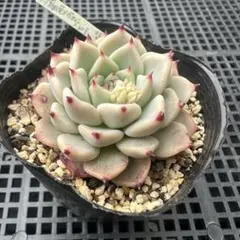 2026年最新】優木園の人気アイテム - メルカリ