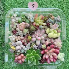 kaorin様 リクエスト 2点 まとめ商品