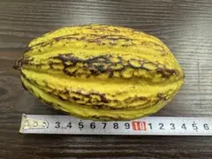 本物のカカオポッド (約14cm)フレッシュなカカオの果実1個 - メルカリ