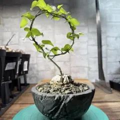 D17 亀甲竜 塊根植物 コーデックス コレクション株　鉢付きのサムネイル