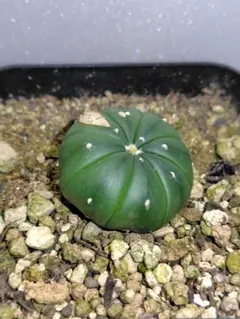 レア株 アストロフィツム 花園兜 (検索 兜丸 瑠璃兜 ミラクル兜 2025年