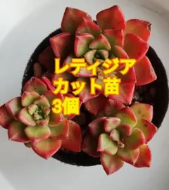 優飛mama様 リクエスト 2点 まとめ商品